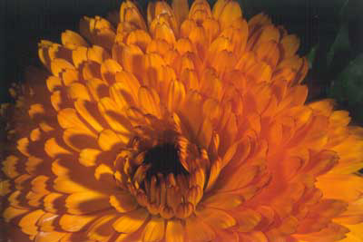3_orangewildflower