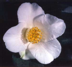 3_whiteflower1
