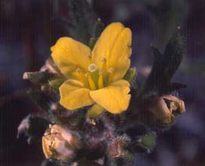 3_yellowwildflowerbuds