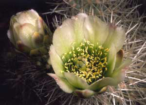 4_cactusflower2