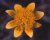 3_yellowwildflower